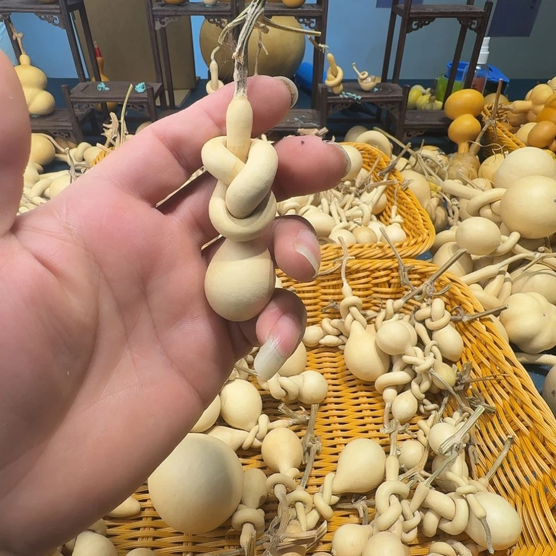 宏*葫芦科动物等野生昆虫