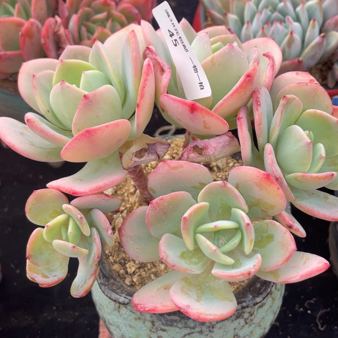 45白月光群生多肉植物