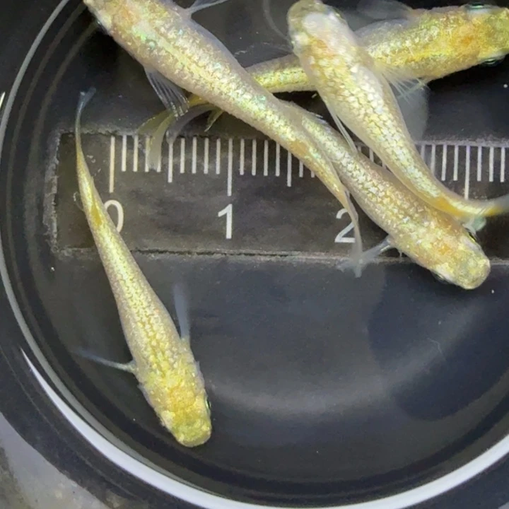 青鳉鱼黄金万两48号