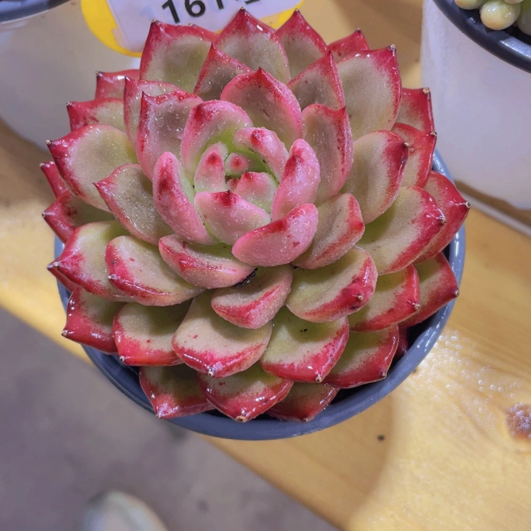 161号 精品大单头夜魔侠