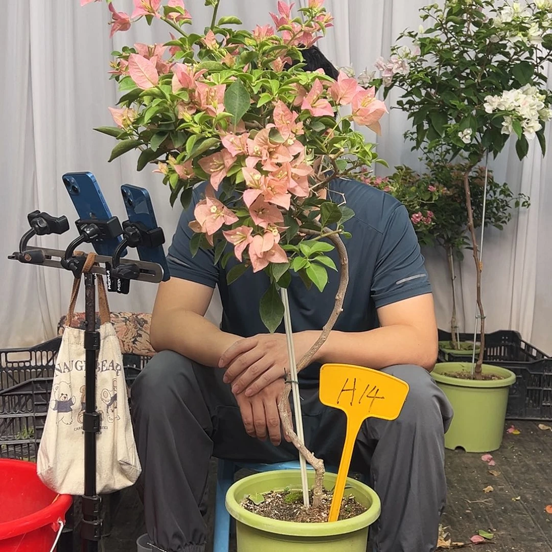 木***易当前无花栽培后可以开花H14卡亚塔