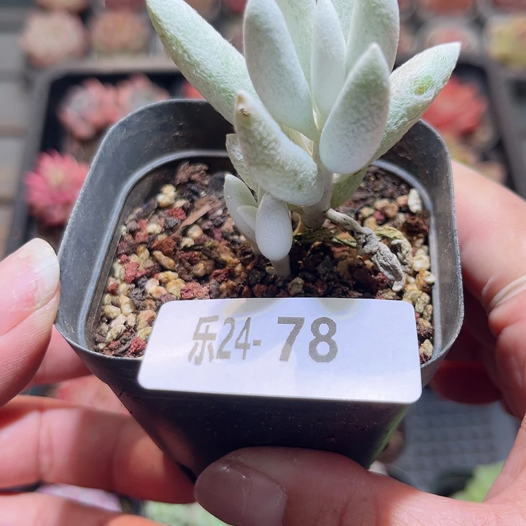 乐24-78银后单头