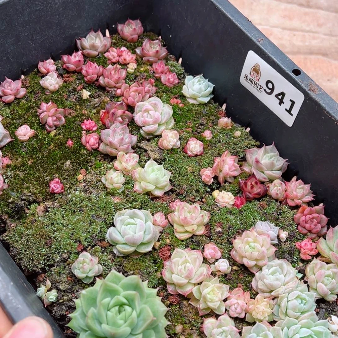 多肉植物多肉植物