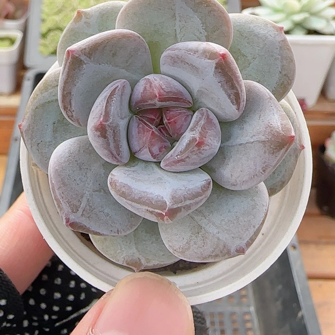 多肉0731-09石榴籽星影