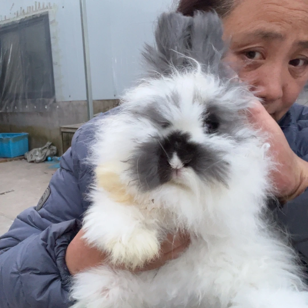 宠物兔英系安哥拉兔