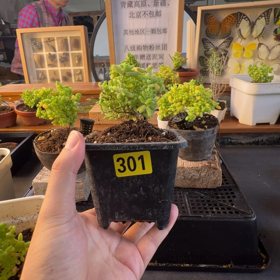 枝干番杏多肉植物301