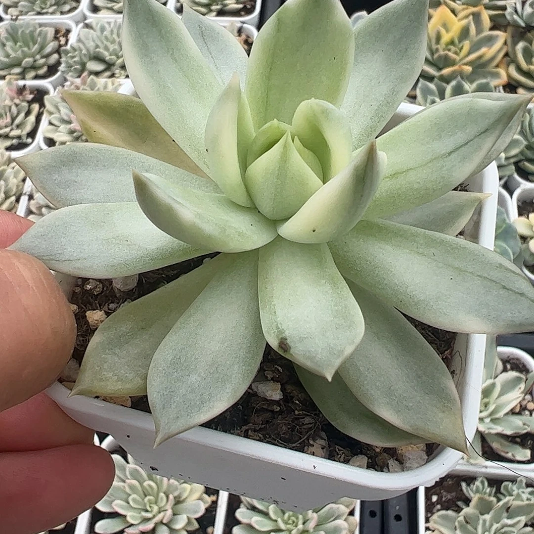 贝***1多肉植物多肉植物
