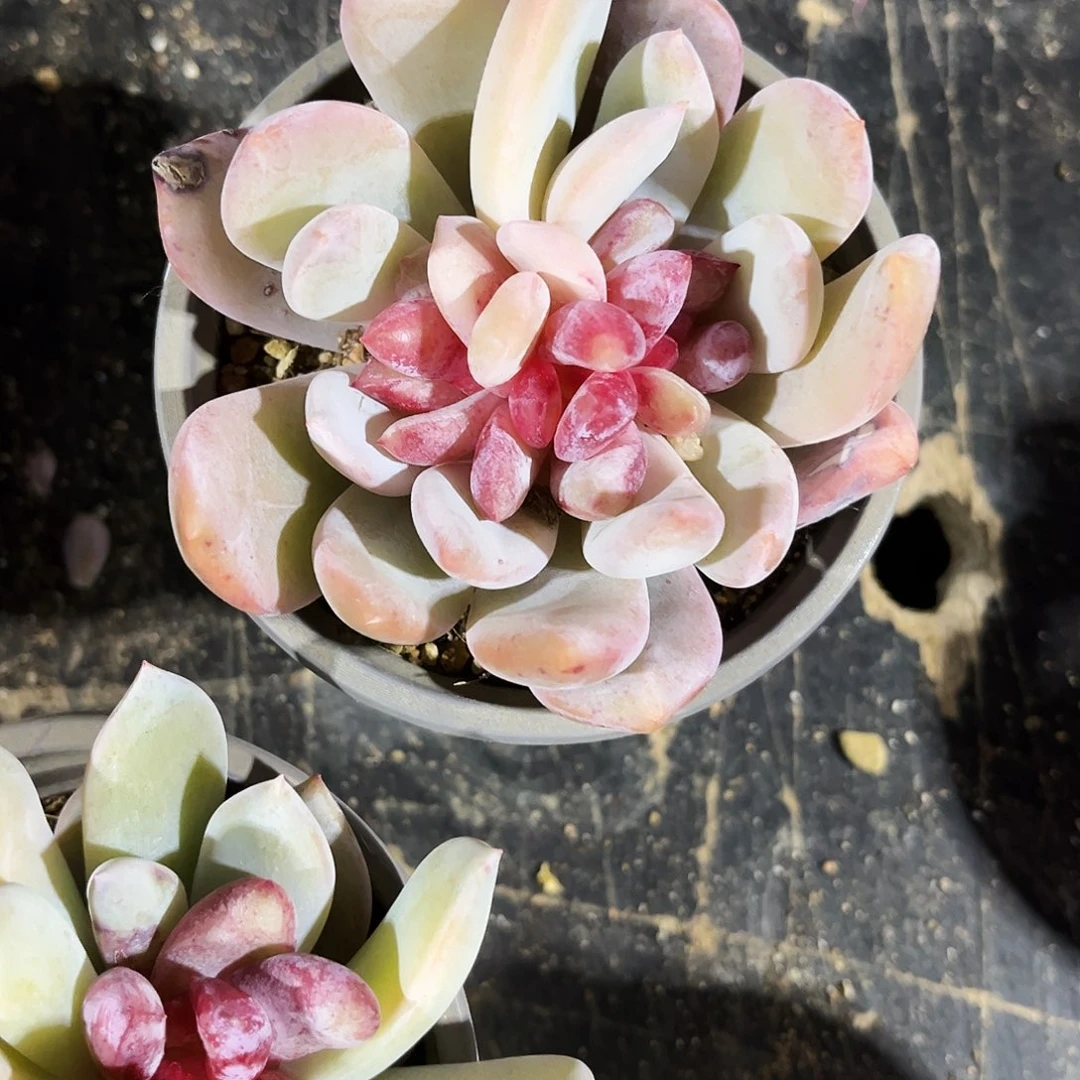 F****Q267多肉植物提取萃取剂中