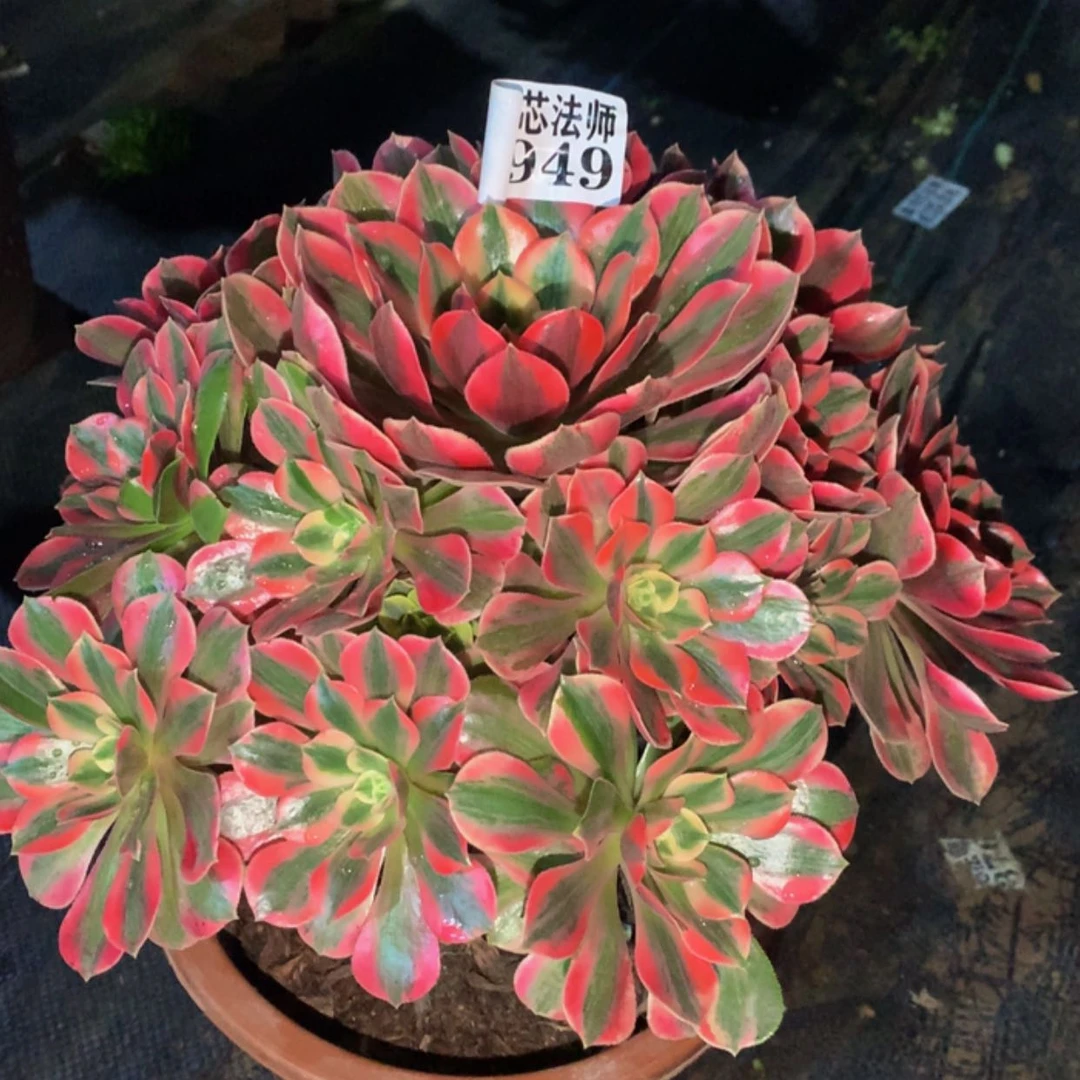 【闪购商品】949粉女妖