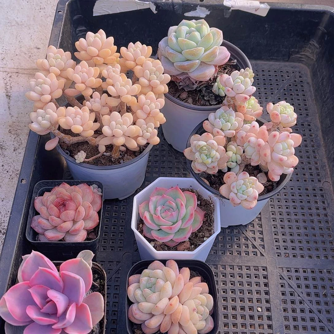 多肉594多肉植物