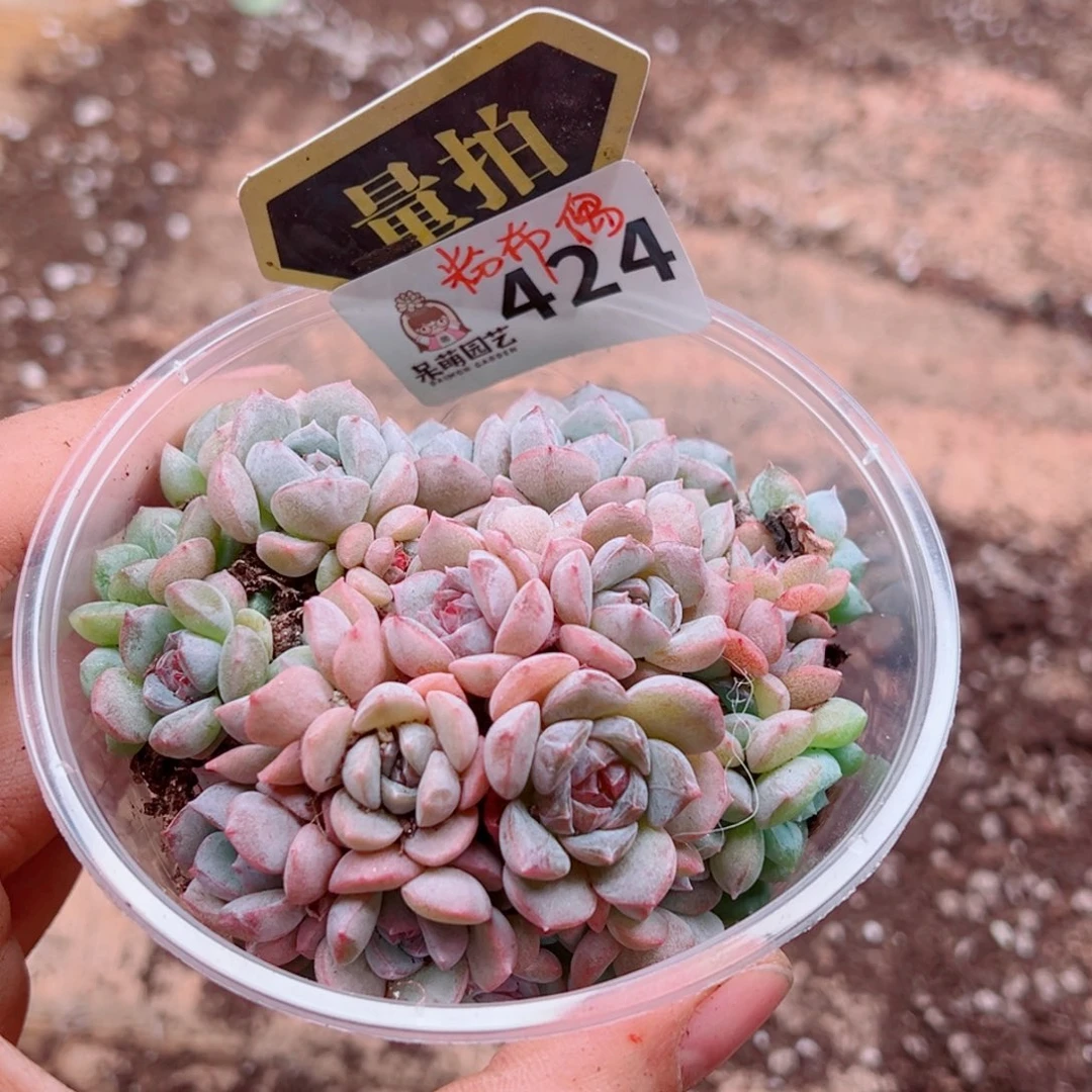 多肉植物多肉植物