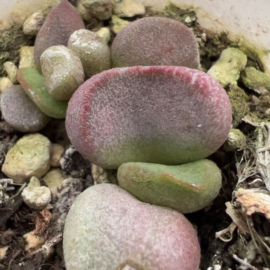 荷花蛋多肉植物水泡多肉植物