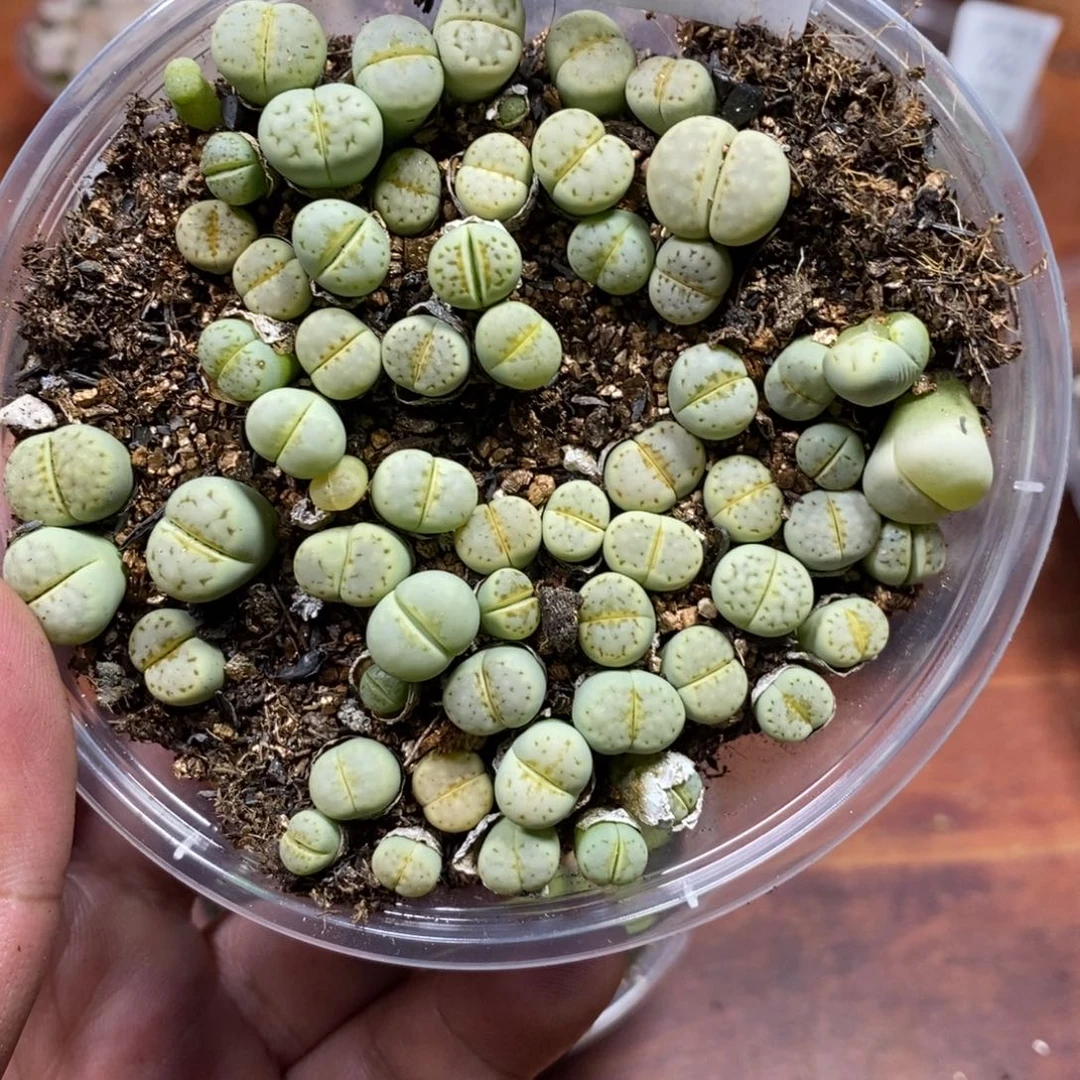 多肉蛋炒饭，感谢您相伴249