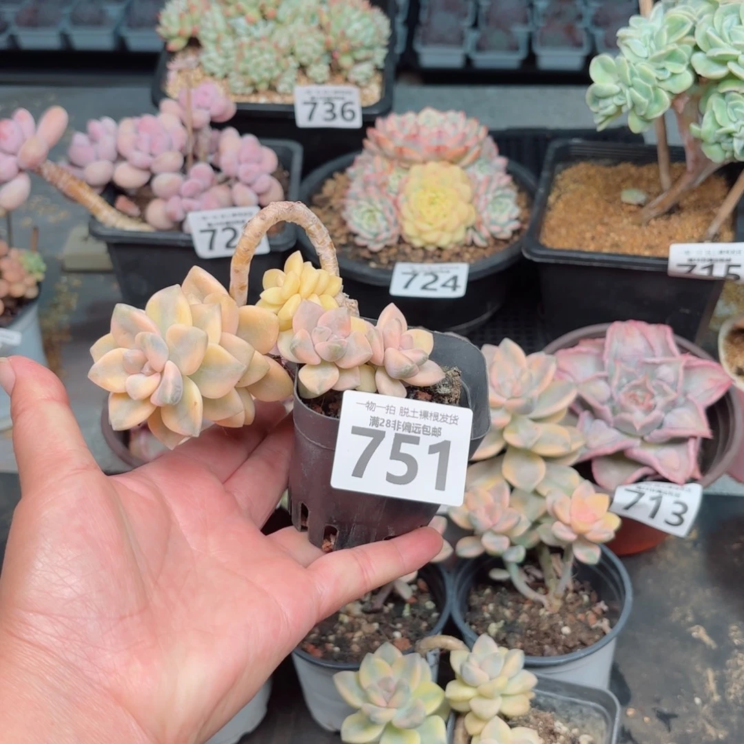 美杏锦多肉多肉多