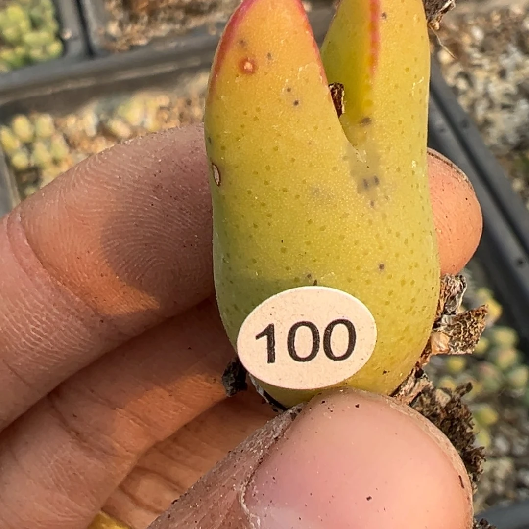 多肉植物1111111111111111