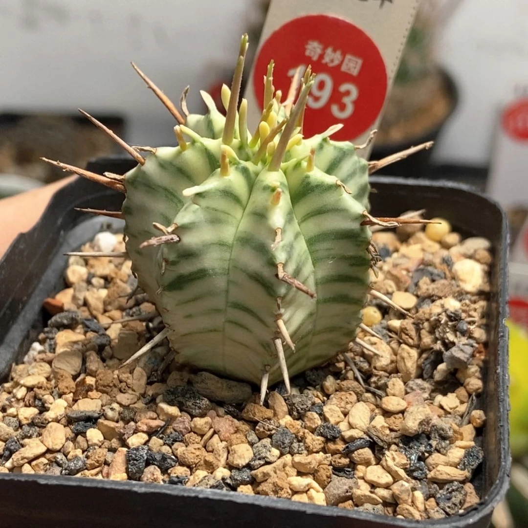 强刺斑马锦3.2cm