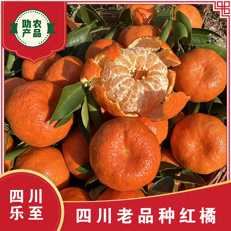 老品种红橘四川红橘老树红橘古红橘皮薄皮香肉酸川陈皮原料5斤