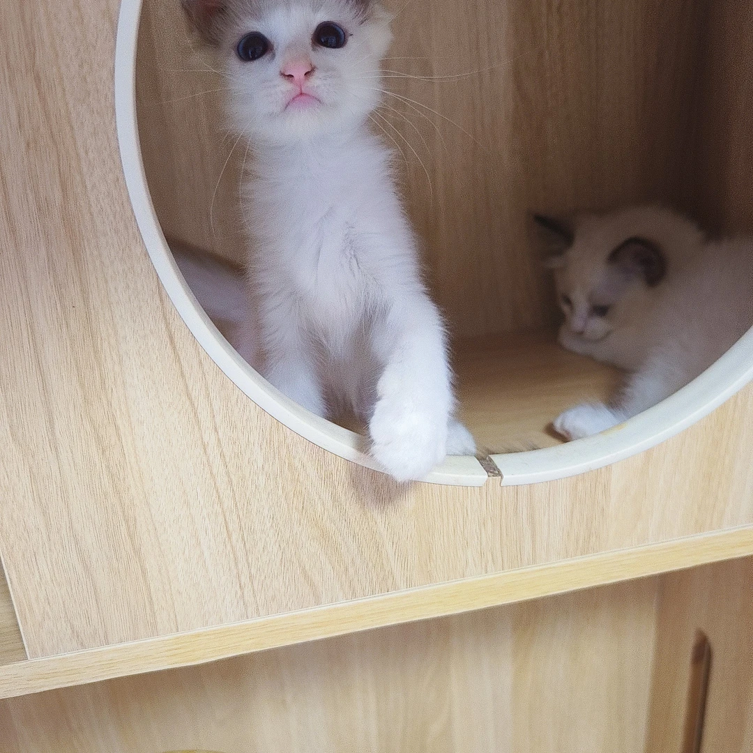 50多天蓝双色弟弟布偶猫