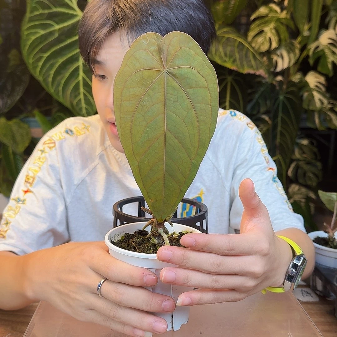 完全开放H26南美戴斯杂暗黑巴拿马