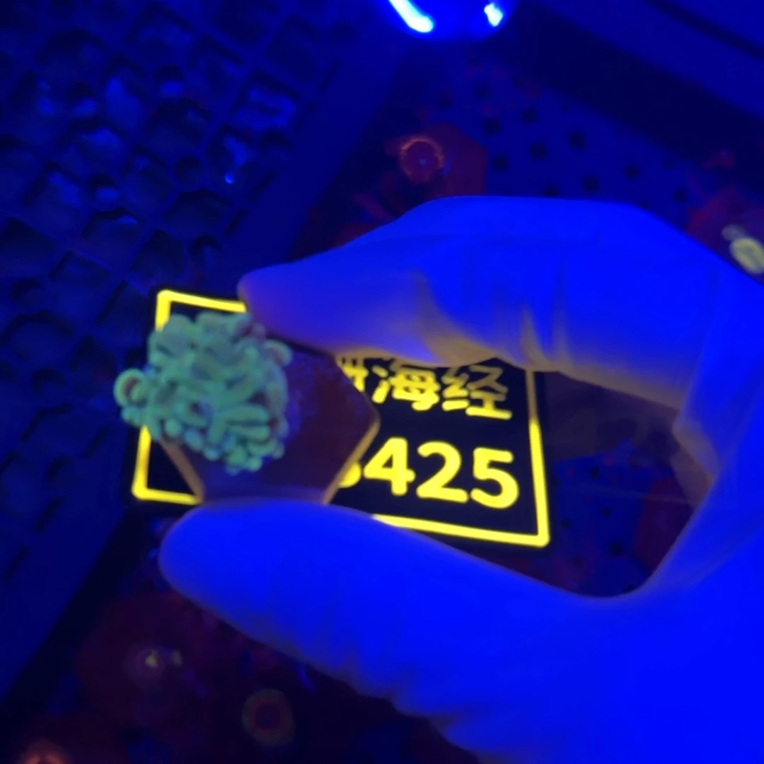逆***花纽扣珊瑚又又不包邮分支榔头B425