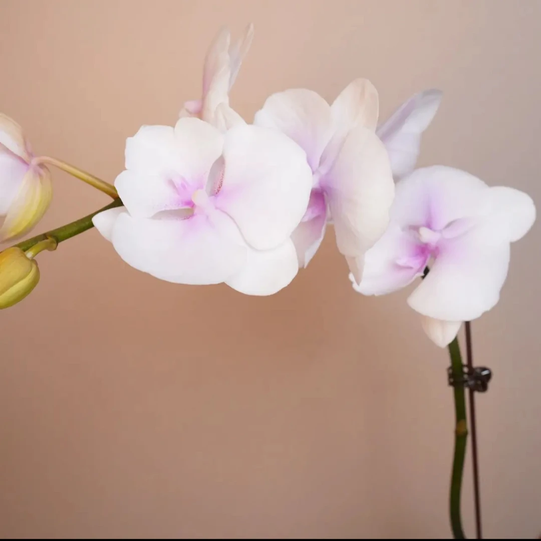 明兰花卉 蝴蝶兰【德州姑娘】3.0寸带花带花苞开花株发货