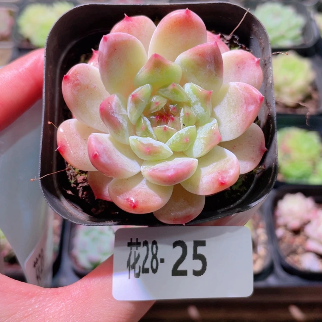 花利美28-25秘境冰魄