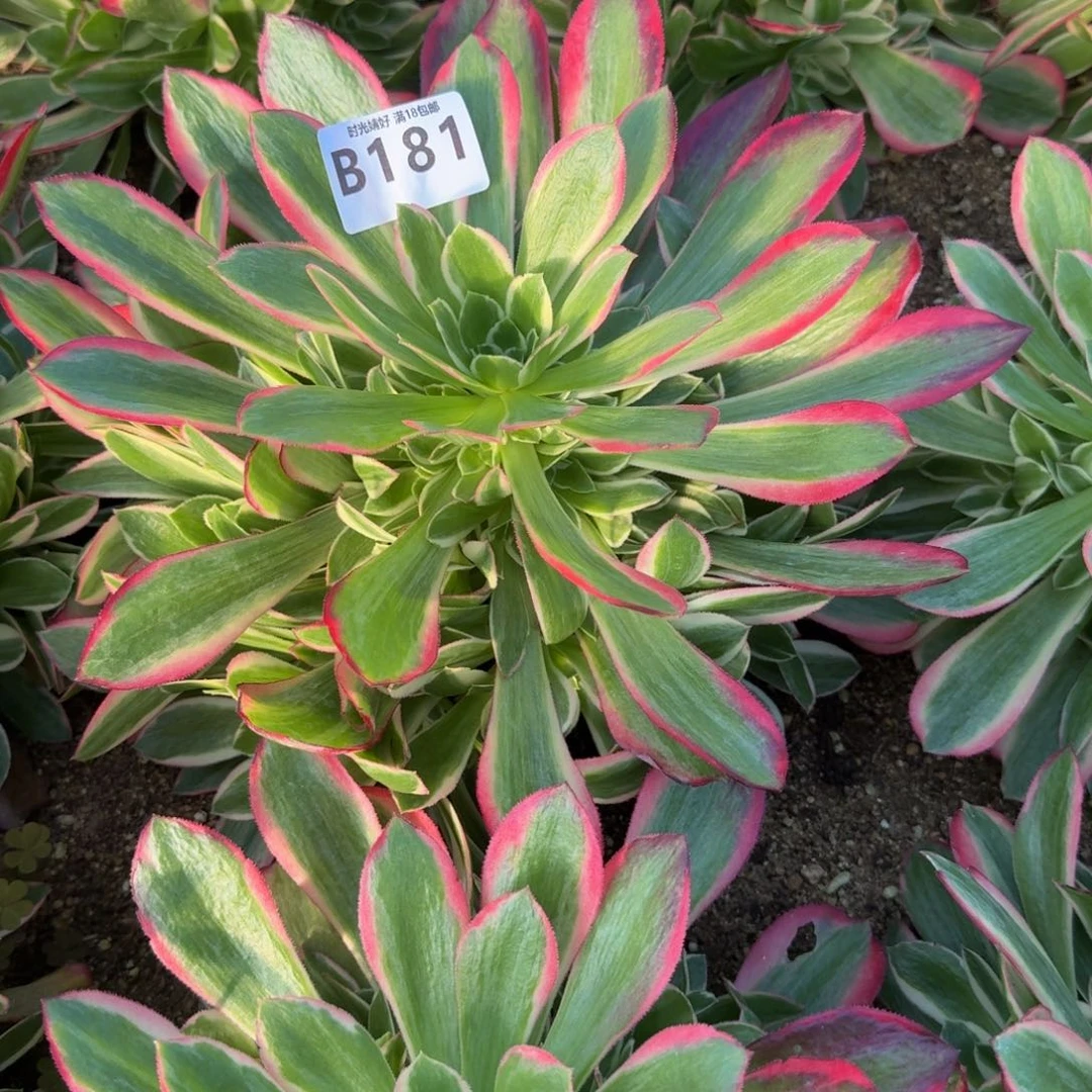 糖*?181妖月到秋天。 多肉植物