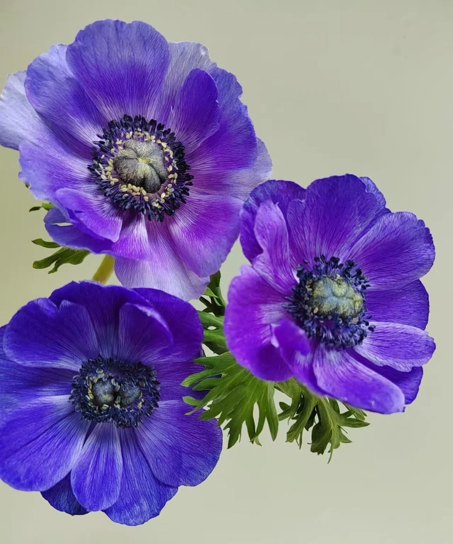 【源头一手价】蓝紫色银莲花一把   小众花材  花店摆摊常用配草