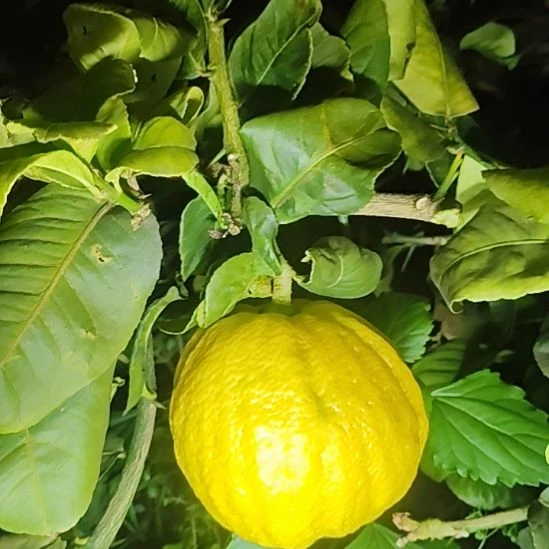 小黄金的反反复复对对对对对对对对对