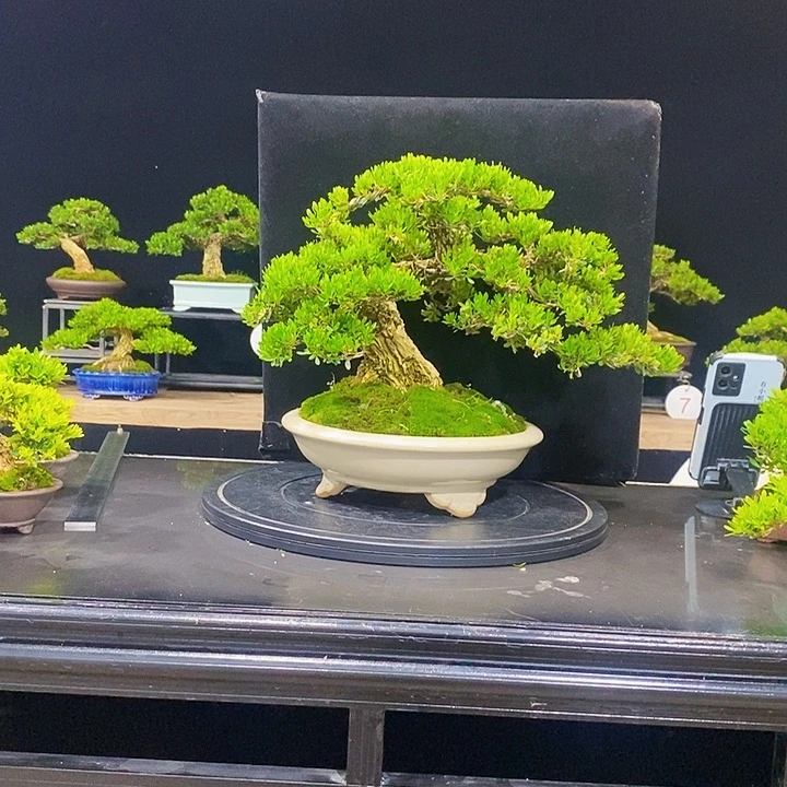 无花朵黄杨盆景四季常青不落叶