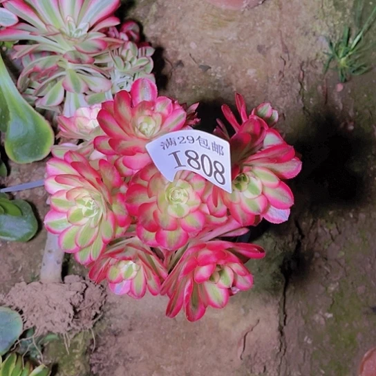 808倾城嫁接的多肉植物