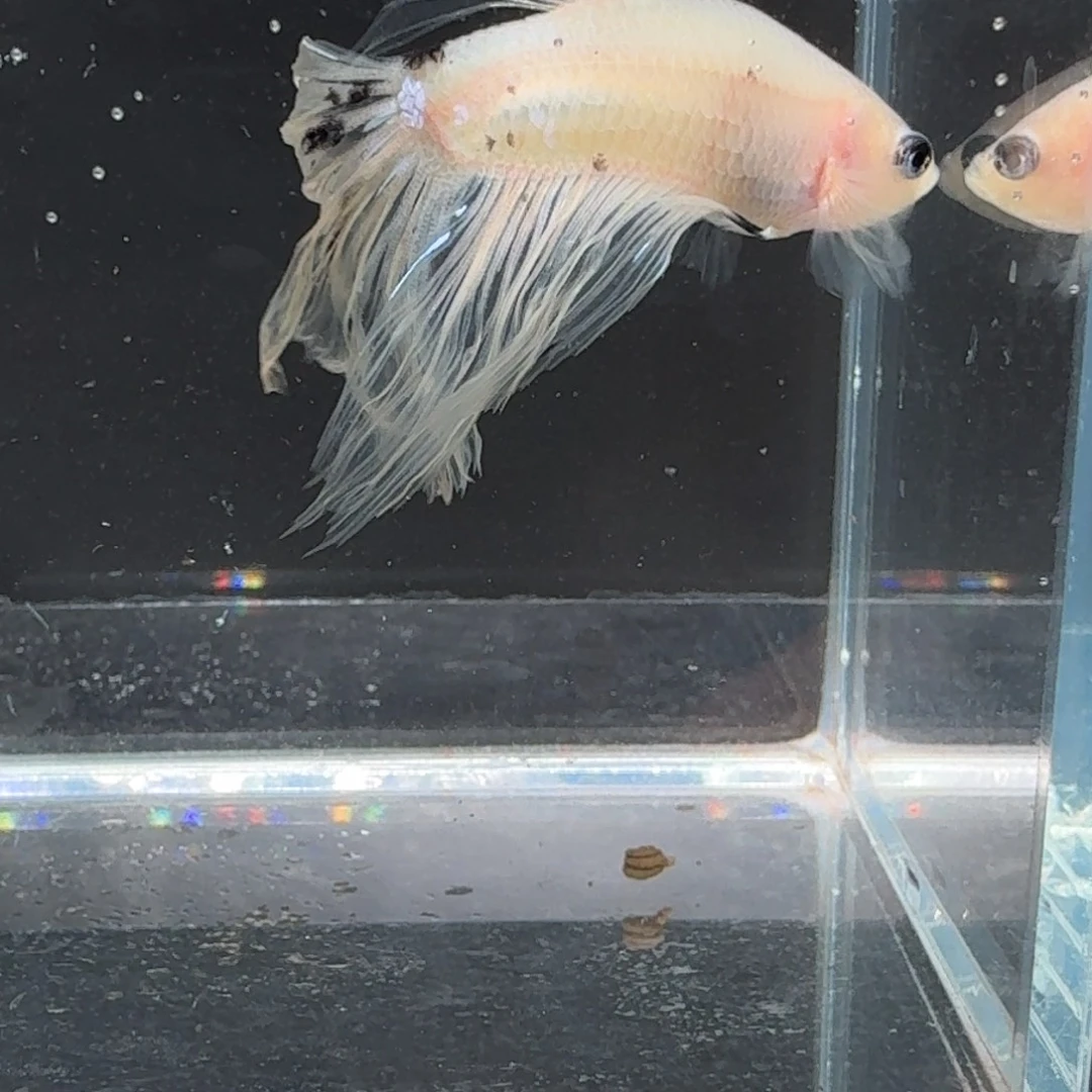 海水鱼3号拍品印尼斗鱼