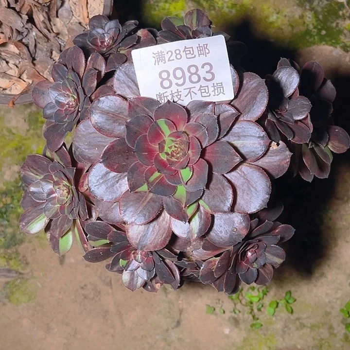 8983花月夜多肉植物