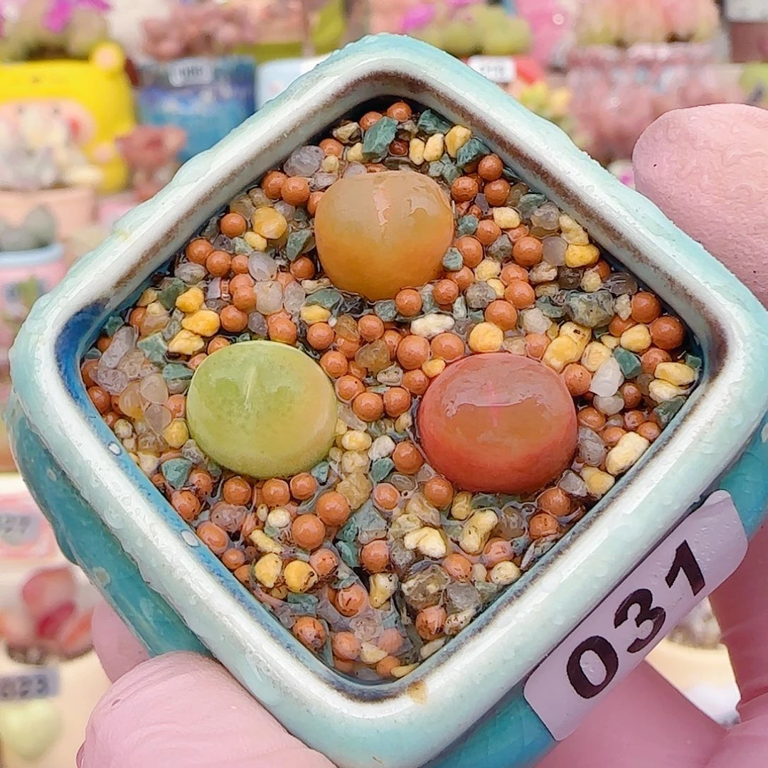 L 蟠桃组合  带盆