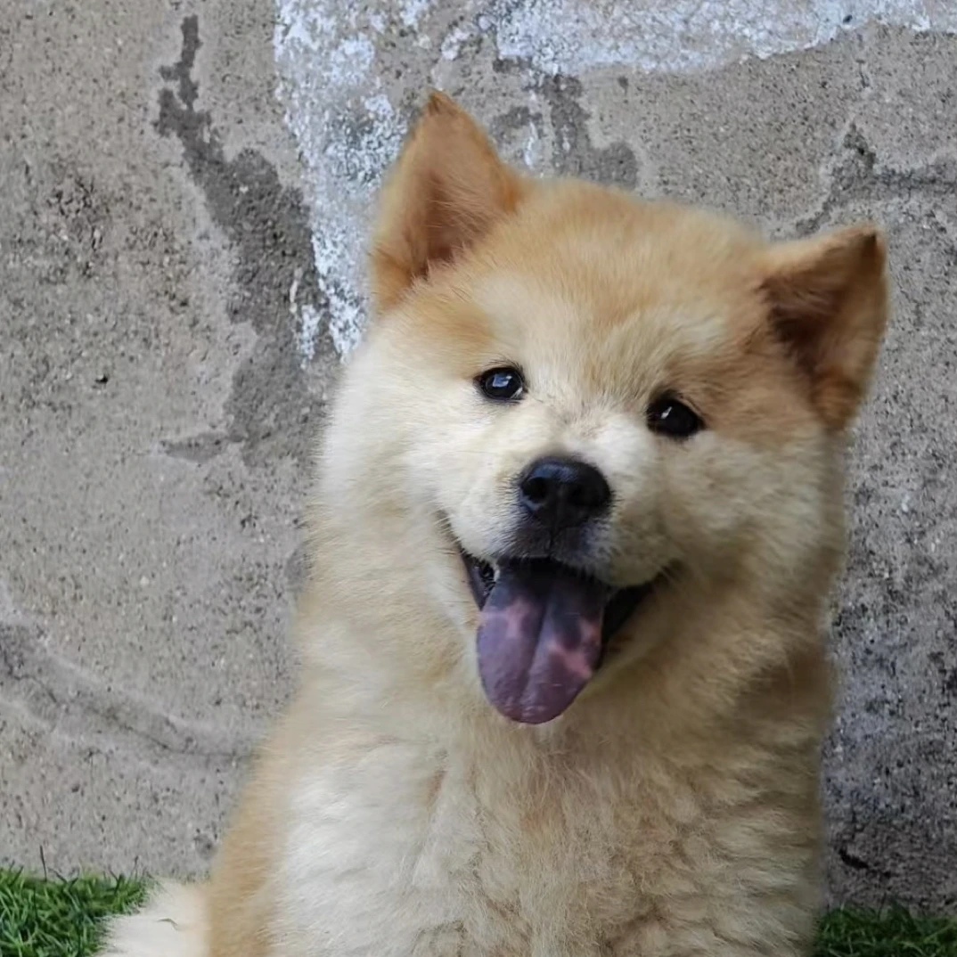 【平哥田园犬舍】宠物活体纯血统田园犬黄狗铁包金五幼犬黑犬