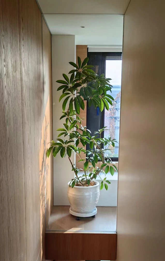 进口保罗大叶伞室内氛围感绿植