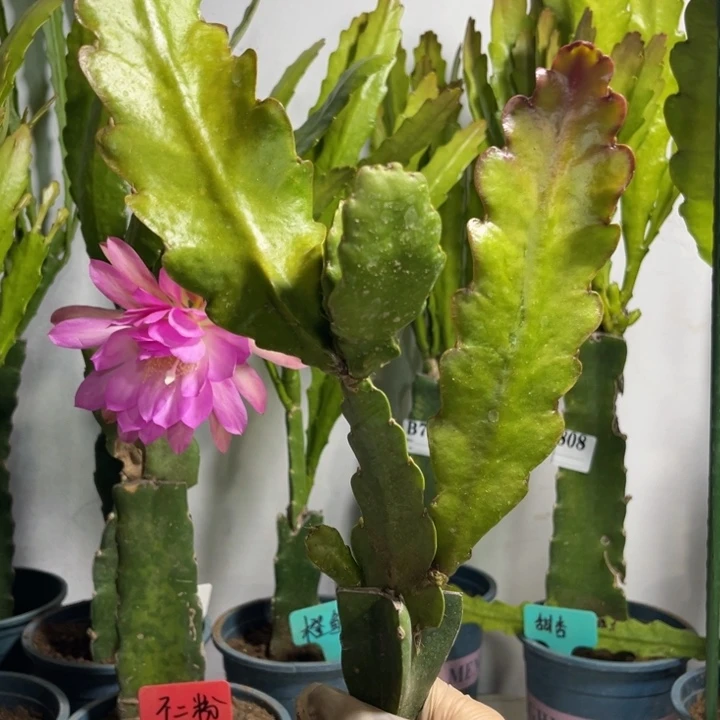 当前无花栽培后可以开花802