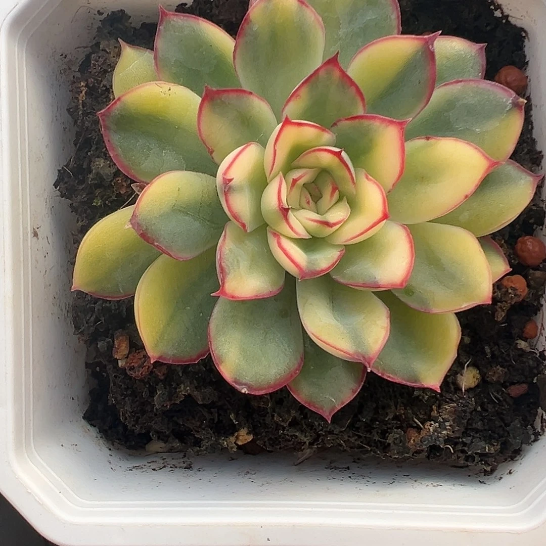 慈禧锦多肉植物锦