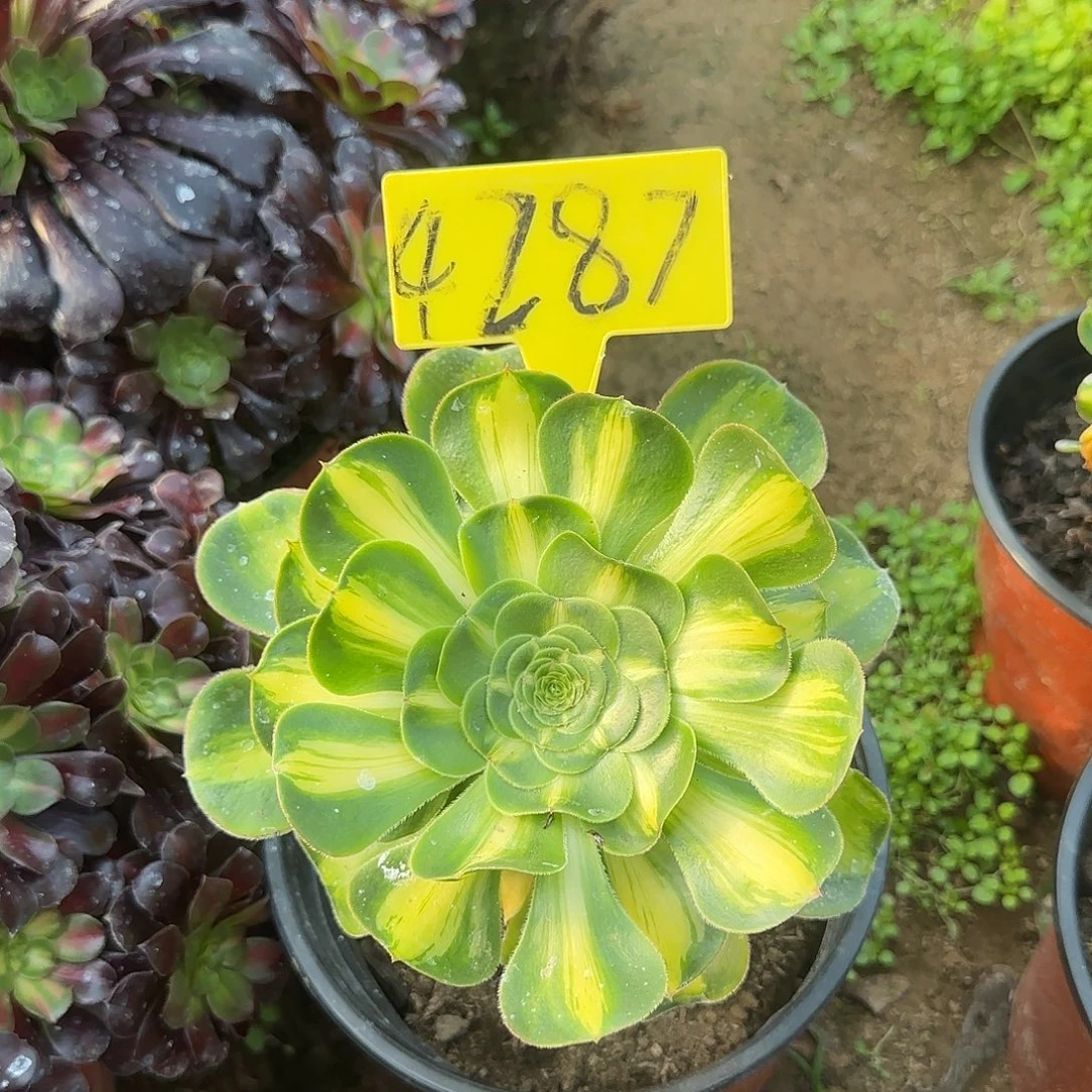 4287---暴君多肉植物