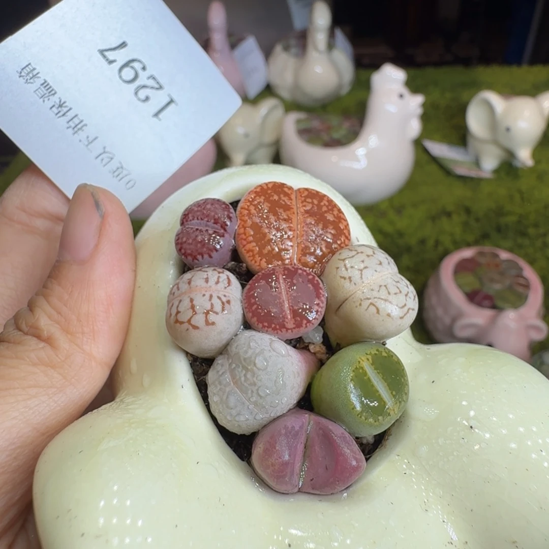 开***K多肉植物福利冲1297