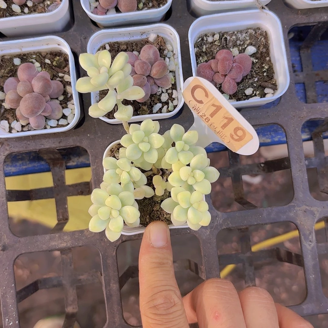 C119丸叶姬秋丽锦一物一拍