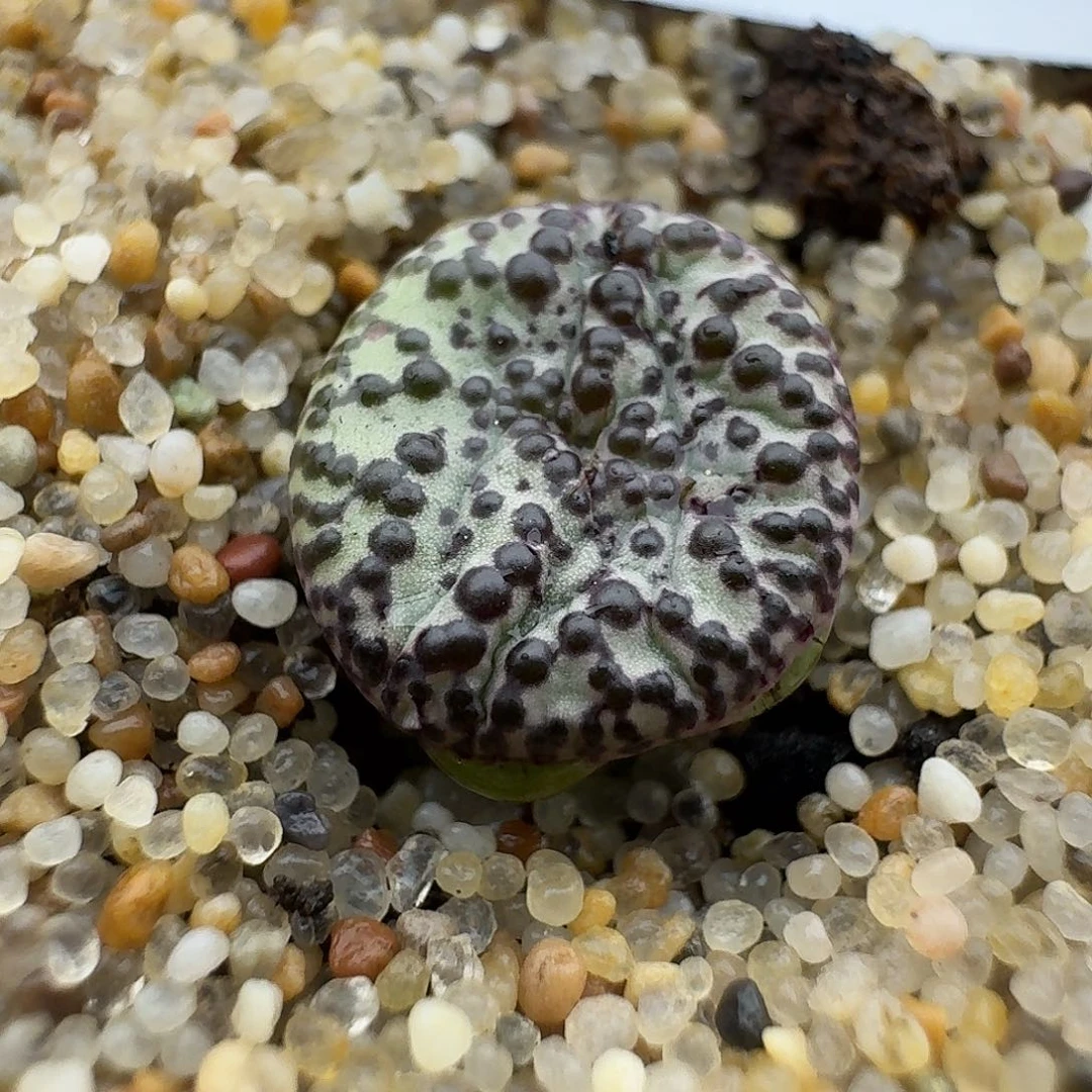 74多肉尺寸很小哈哈哈哈哈