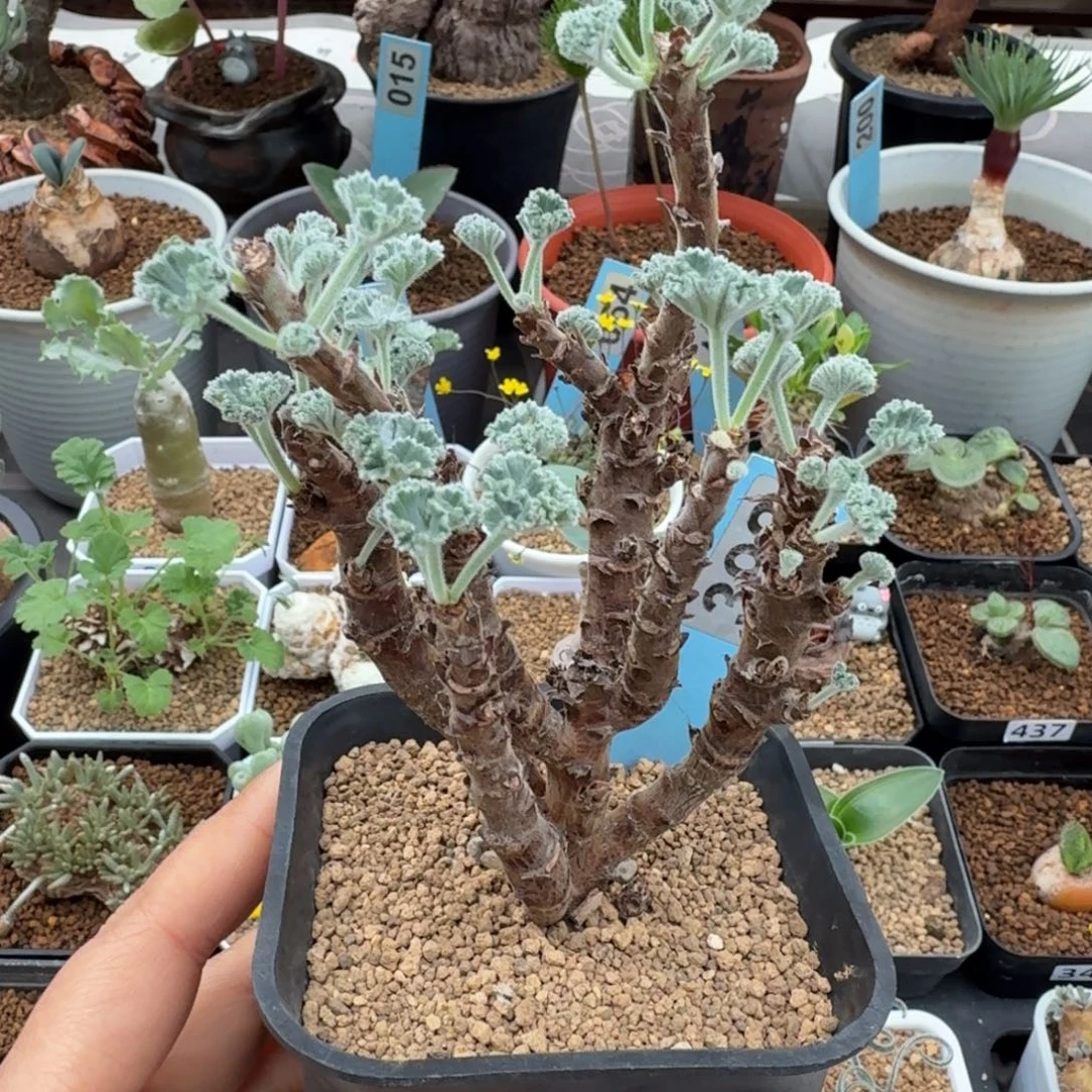 实生枝干洋葵392 仙人球