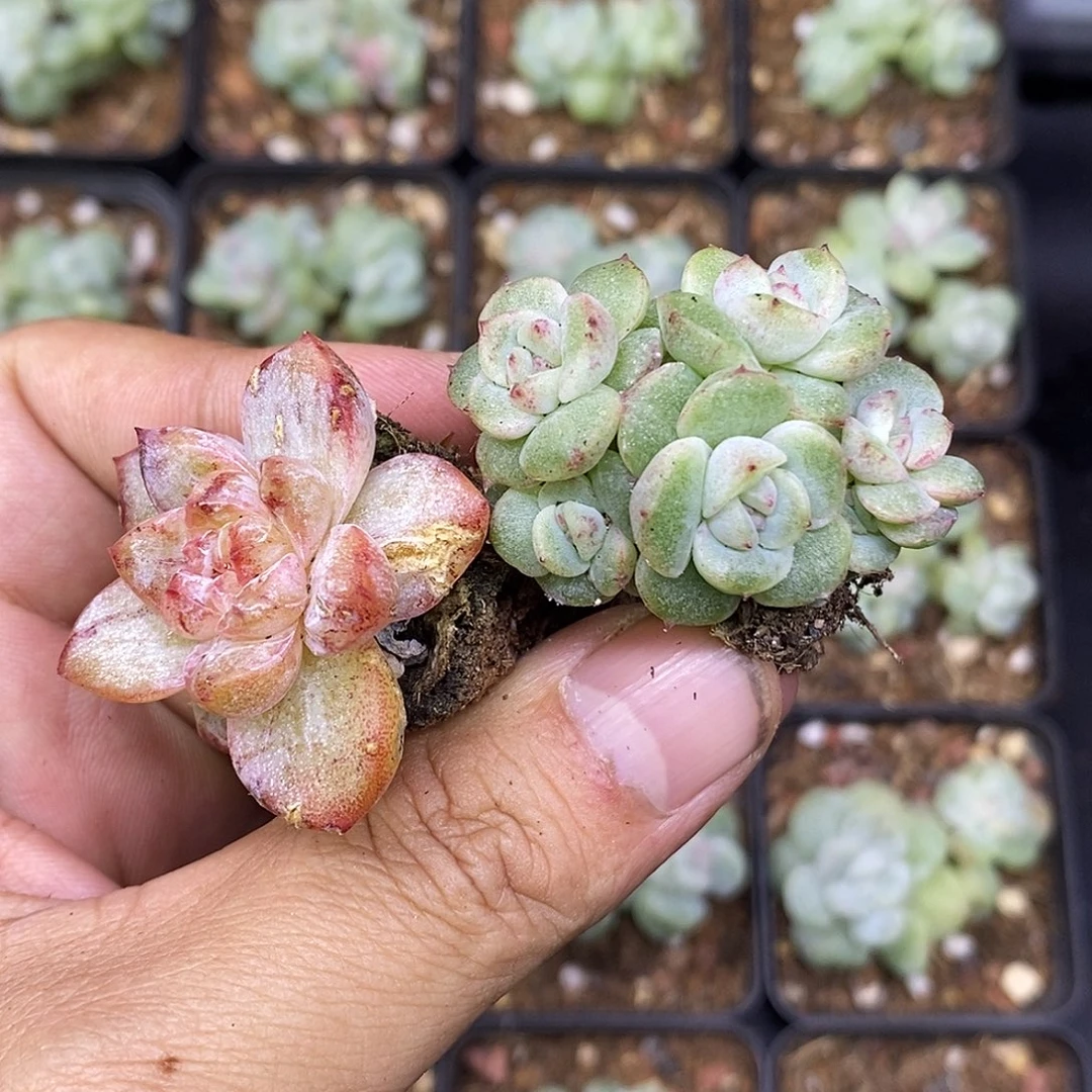 佳人石化和糖心石化