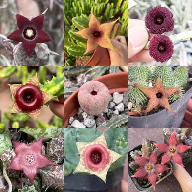 萝藦科五角星花紫龙角波斯地毯等猎奇趣味开花多肉盆栽