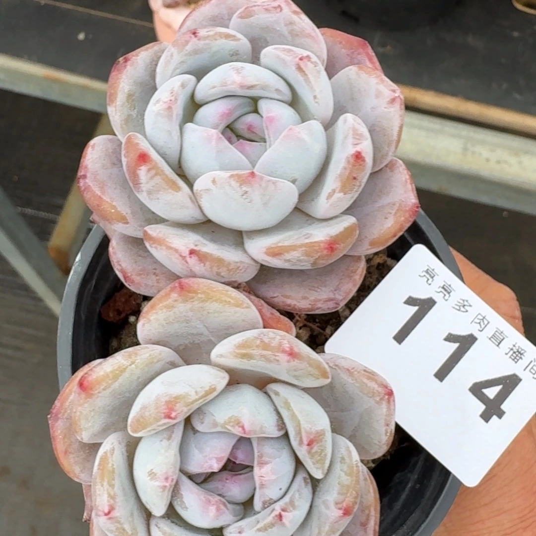 星影          摇身一变高富帅，一夜暴富动作快