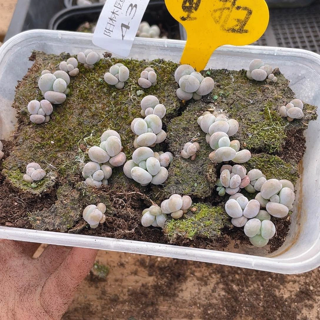 量拍多肉植物多肉植物432