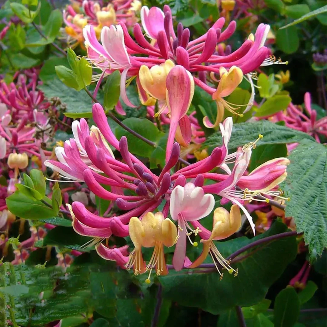 五彩金银花盆栽地栽爬花墙可泡茶红色五彩金银花南北方均可种室内