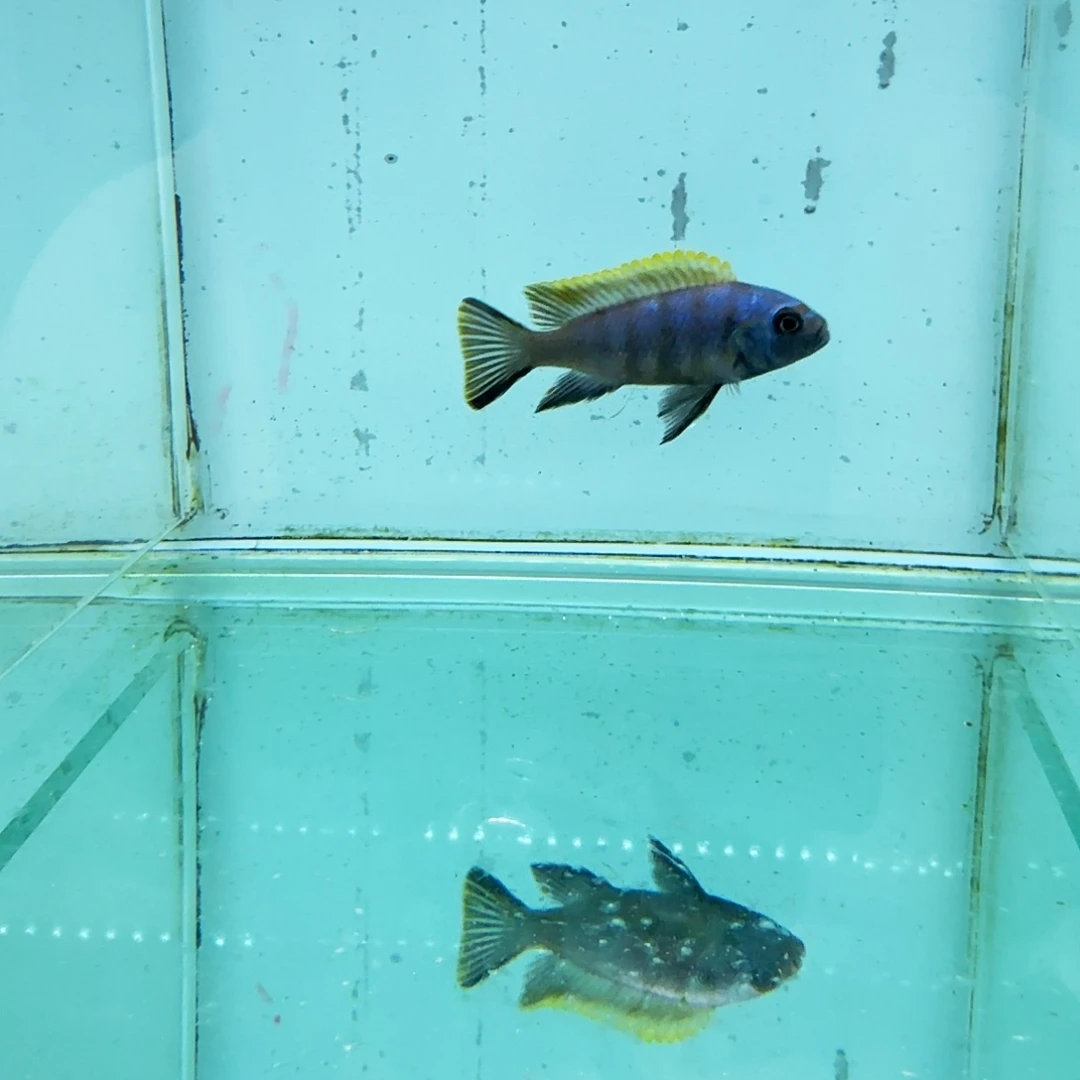 慈鲷1031麒麟斑马。
