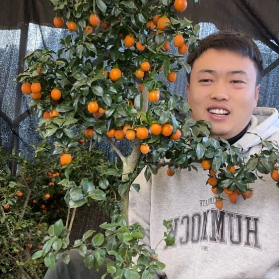 无花朵金弹子庭院原生品种